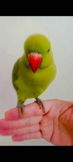 03435131048 Green ringneck male  parrot handtame