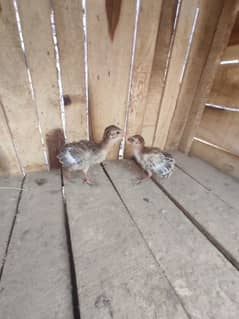 chakoor chicks for sale