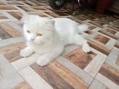 Cute Semi-punched face Triple-coated Persian Cat for Sale