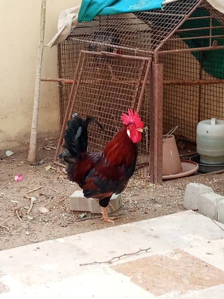 Egg Laying - Murga Murgi 3