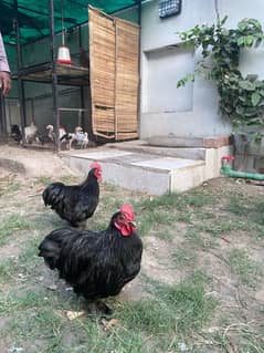bantam rooster for sale