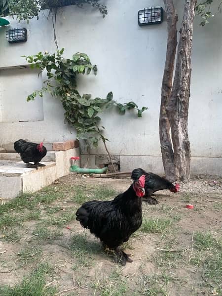 bantam rooster for sale 2
