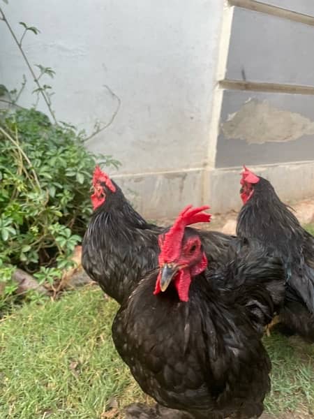 bantam rooster for sale 3