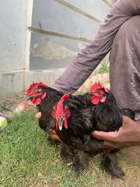 bantam rooster for sale 6