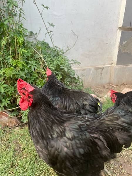 bantam rooster for sale 7