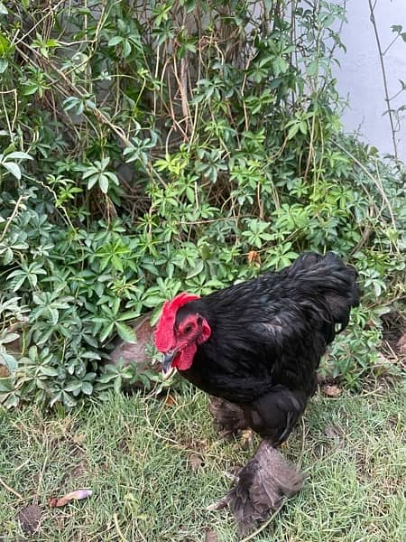 bantam rooster for sale 10