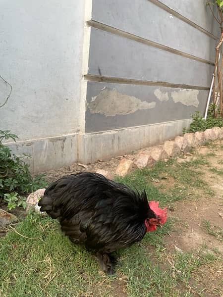 bantam rooster for sale 14