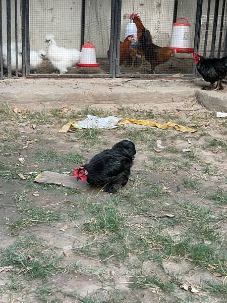 bantam rooster for sale 16