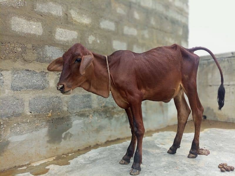 cow calf 2