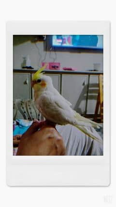 Cockatiel