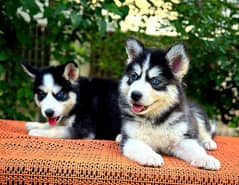 Siberian Husky Wolly Coat puppies