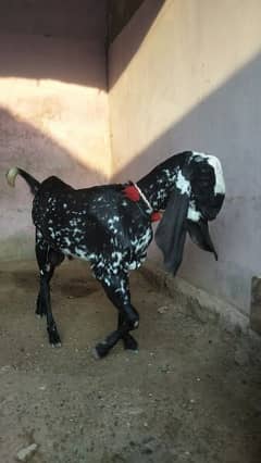 a cheeni makhi pure breedar for sale