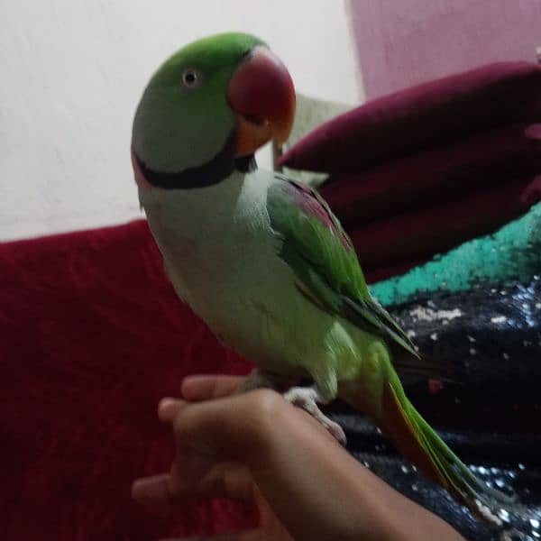 raw parrot full tame 2