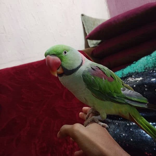 raw parrot full tame 3