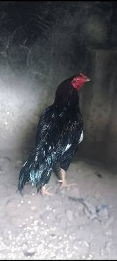 Aseel setup sale / aseel chicks / heera patha / black murga