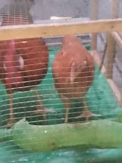 murga aur murgi with cage with water can urgent for sale 0