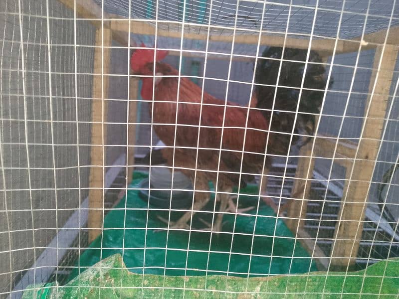 murga aur murgi with cage with water can urgent for sale 1