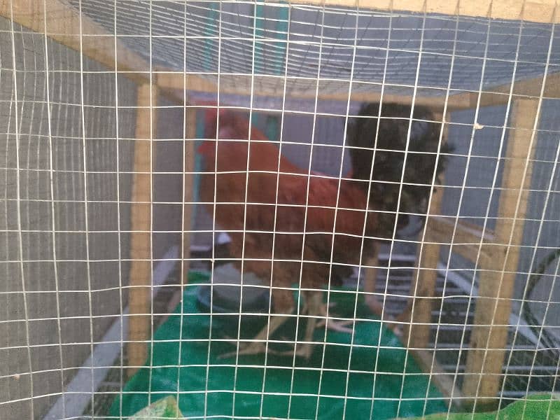 murga aur murgi with cage with water can urgent for sale 2
