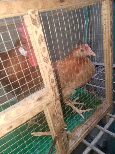 murga aur murgi with cage with water can urgent for sale 3