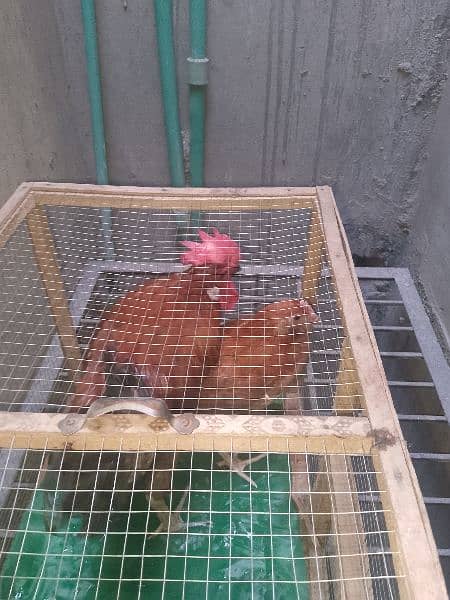 murga aur murgi with cage with water can urgent for sale 4