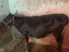 cow for sale 5  months gabban
