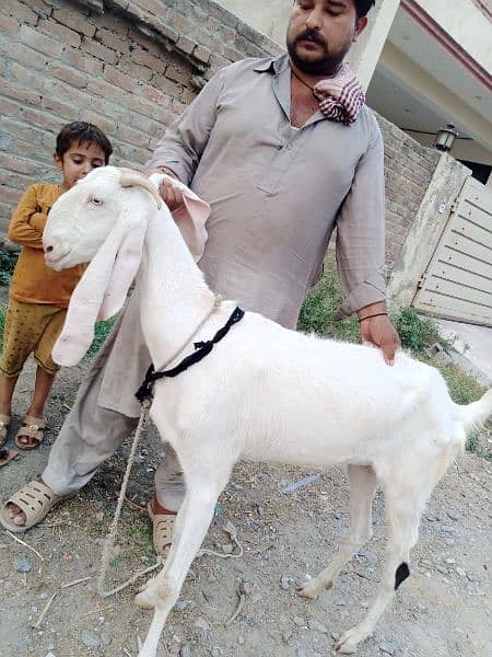 aik gaban bakri ha 2