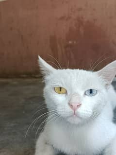Khao manee cat