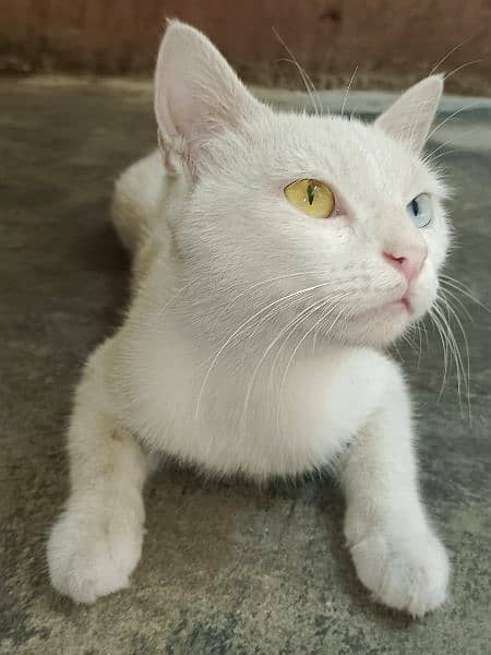 Khao manee cat 1