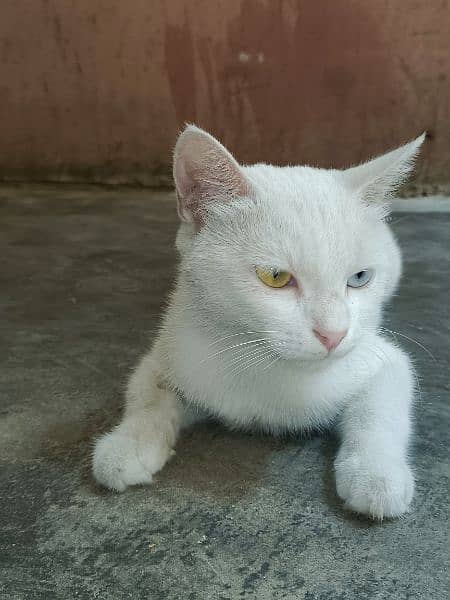 Khao manee cat 2