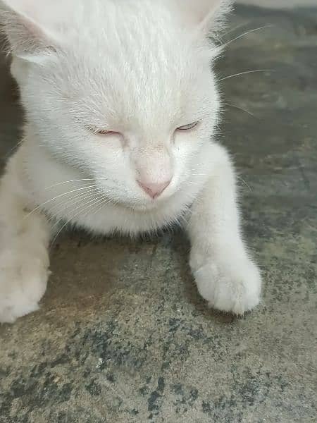 Khao manee cat 4