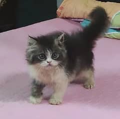 pure persian triple coated male kitten