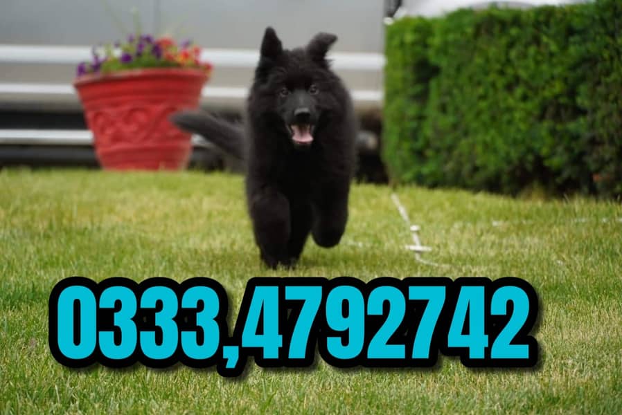 Black shepherd Puppy  03334792742 1
