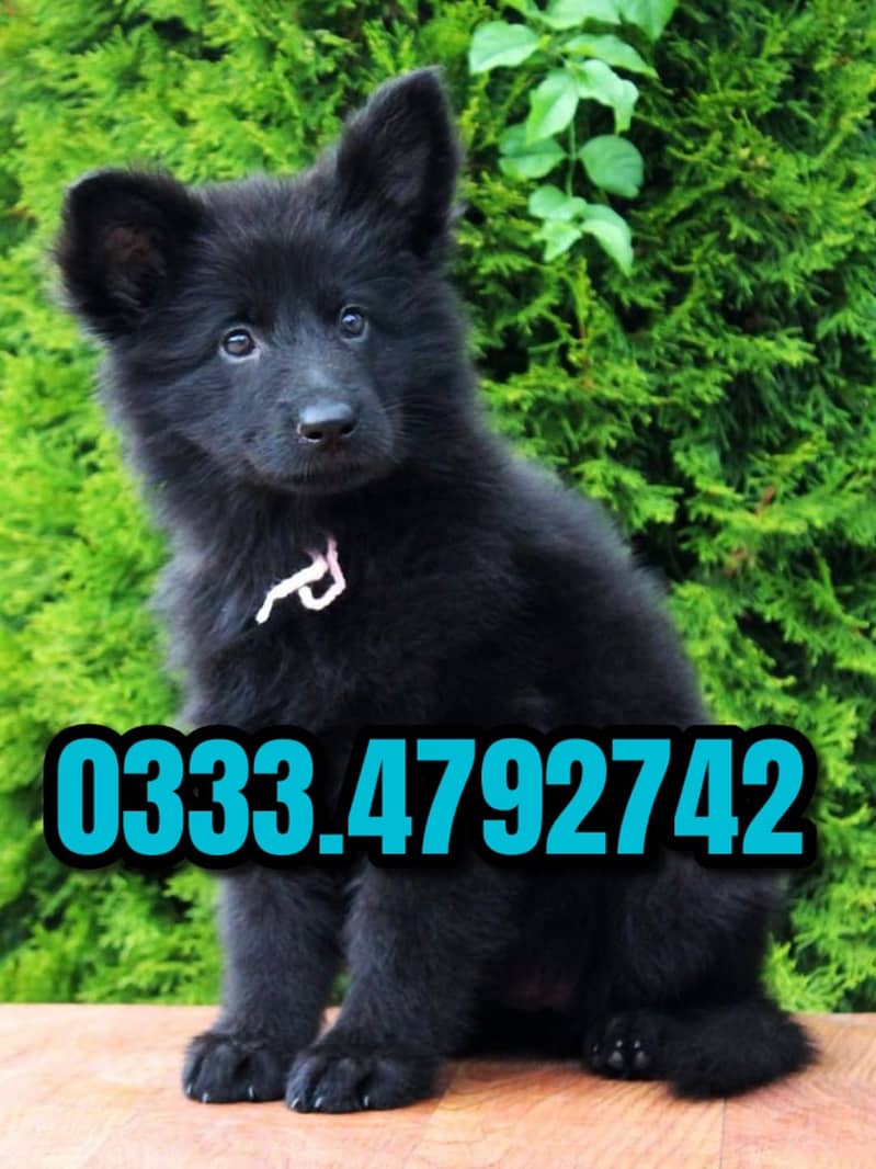 Black shepherd Puppy  03334792742 4