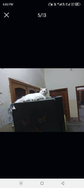 Persian cat 5