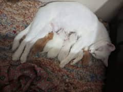 Selling my white cat with 6 kittens
