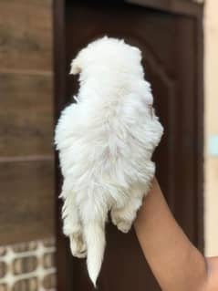 White husky puppy urgent sale