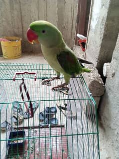Pahari parrot green raw talking