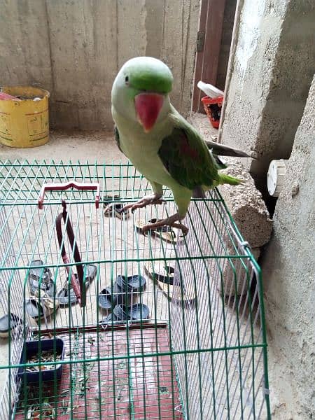 Pahari parrot green raw talking 1