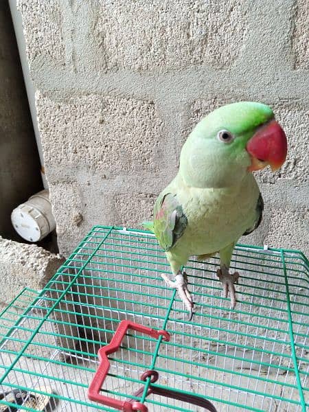 Pahari parrot green raw talking 2