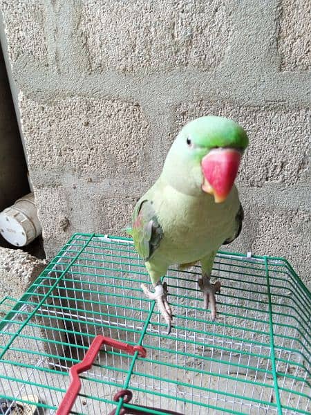 Pahari parrot green raw talking 5