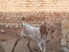 Qurbani 2025 ka bakra pure makhe cheena goat  in talagang chakwal 0