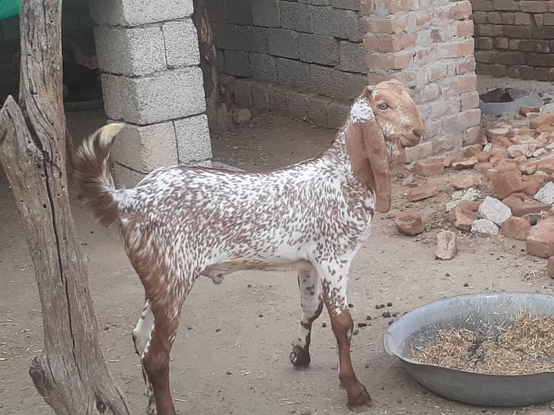 Qurbani 2025 ka bakra pure makhe cheena goat  in talagang chakwal 1