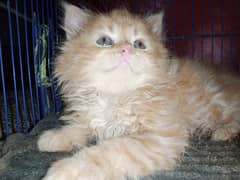 Persian cat / Persian kittens / triple coated / punch face/ peki face