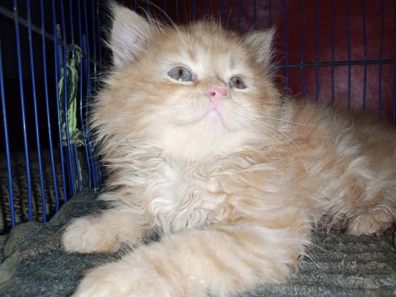 Persian cat / Persian kittens / triple coated / punch face/ peki face 1