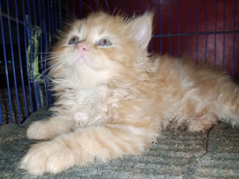 Persian cat / Persian kittens / triple coated / punch face/ peki face 2
