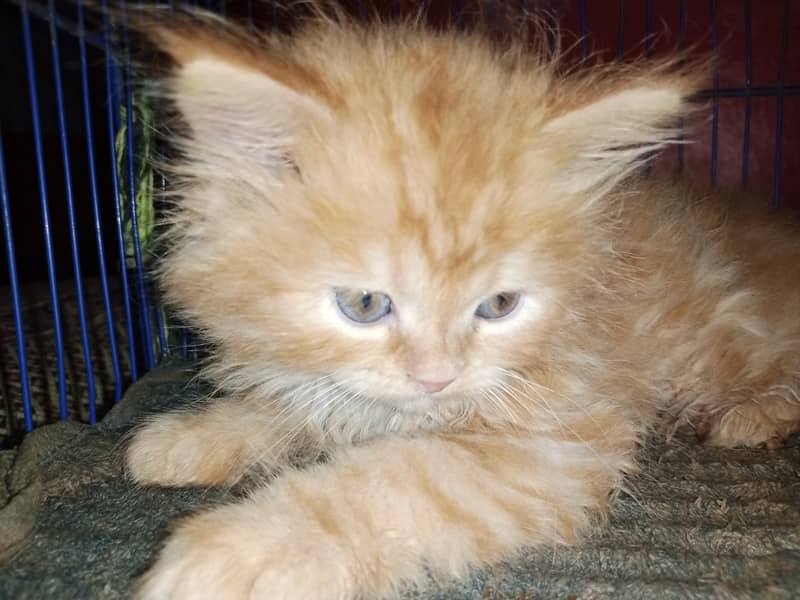 Persian cat / Persian kittens / triple coated / punch face/ peki face 5