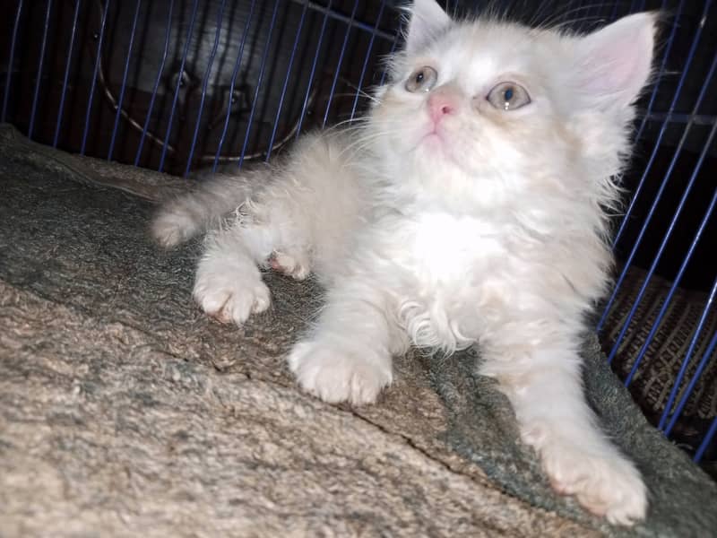 Persian cat / Persian kittens / triple coated / punch face/ peki face 6