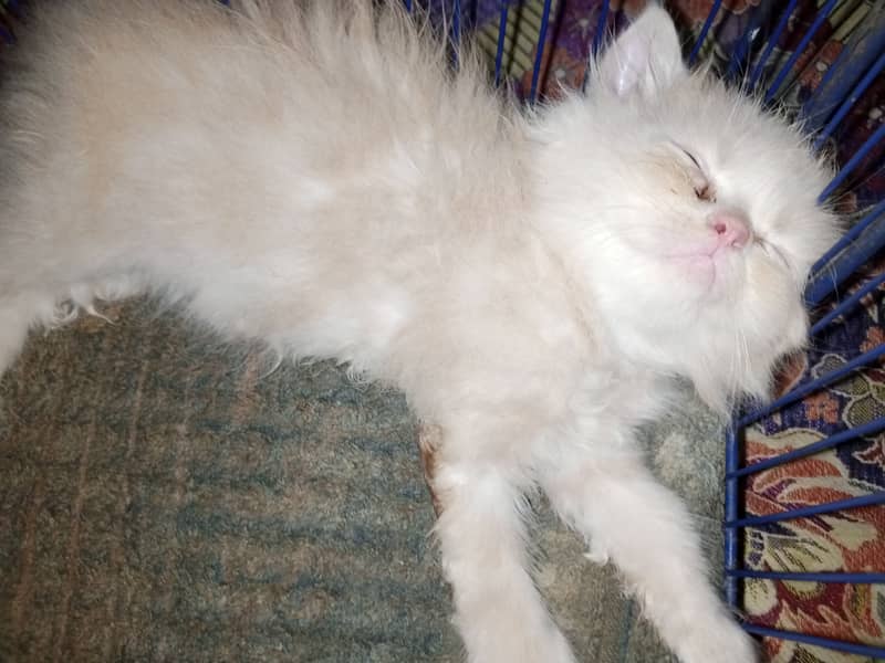 Persian cat / Persian kittens / triple coated / punch face/ peki face 7