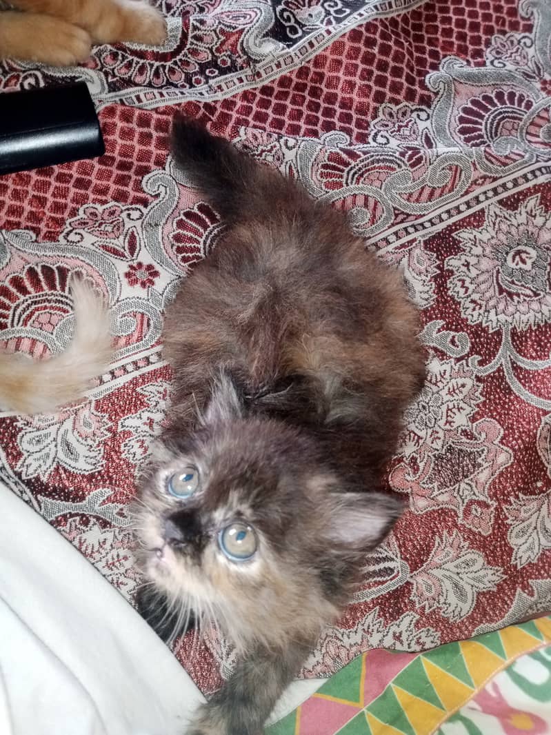 Persian cat / Persian kittens / triple coated / punch face/ peki face 10