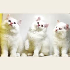 Semi punched persian kittens for sale/Triple coated kittens for sale 0